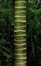 2. Howea forsteriana